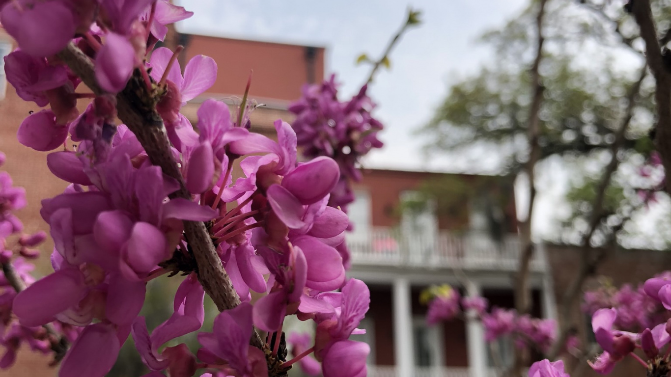 Обои расцвет, цветковое растение, цветение вишни, ветвь, лепесток в разрешении 1366x768