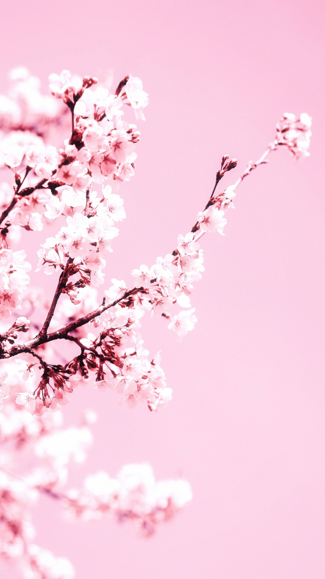 Обои вишня, цветение вишни, цветок, лепесток, ветвь в разрешении 1080x1920