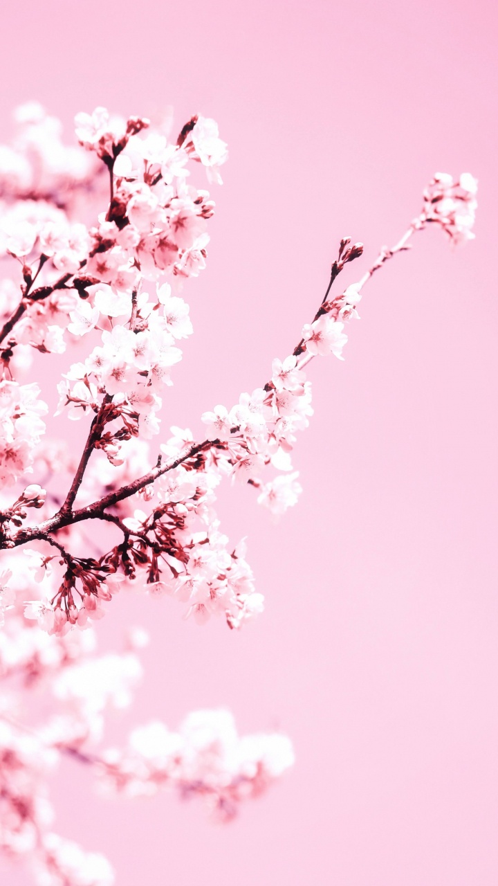 Обои вишня, цветение вишни, цветок, лепесток, ветвь в разрешении 720x1280