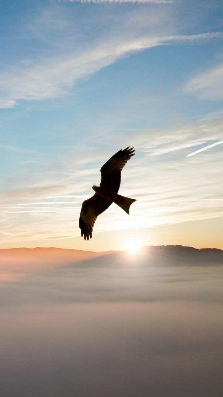 Обои белоголовый Орлан, Орел, утро, атмосфера, птица в разрешении 720x1280