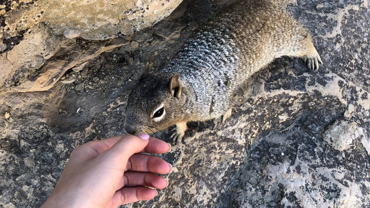 Обои наука, биология, адаптация, наземные животные, мех в разрешении 1280x720