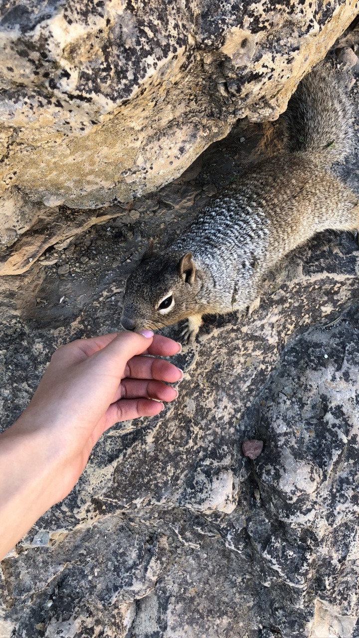 Обои наука, биология, адаптация, наземные животные, мех в разрешении 720x1280