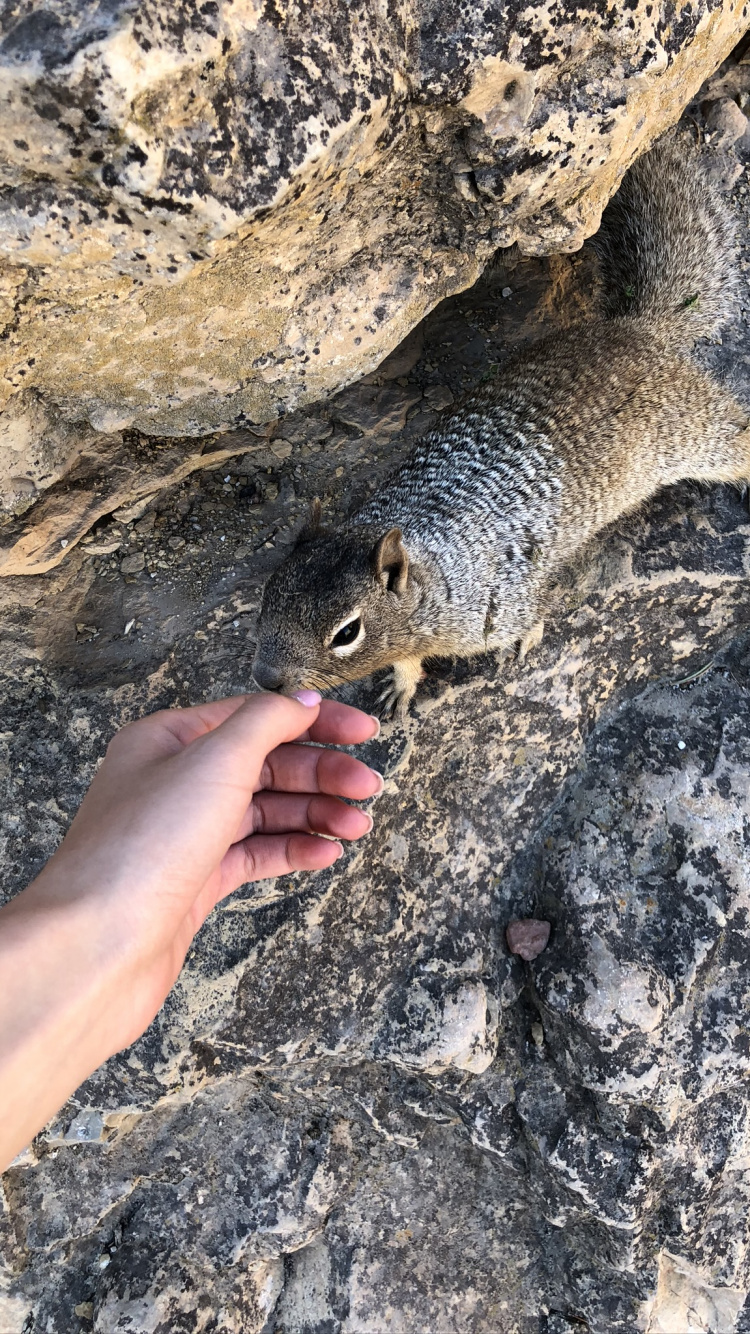 Обои наука, биология, адаптация, наземные животные, мех в разрешении 750x1334