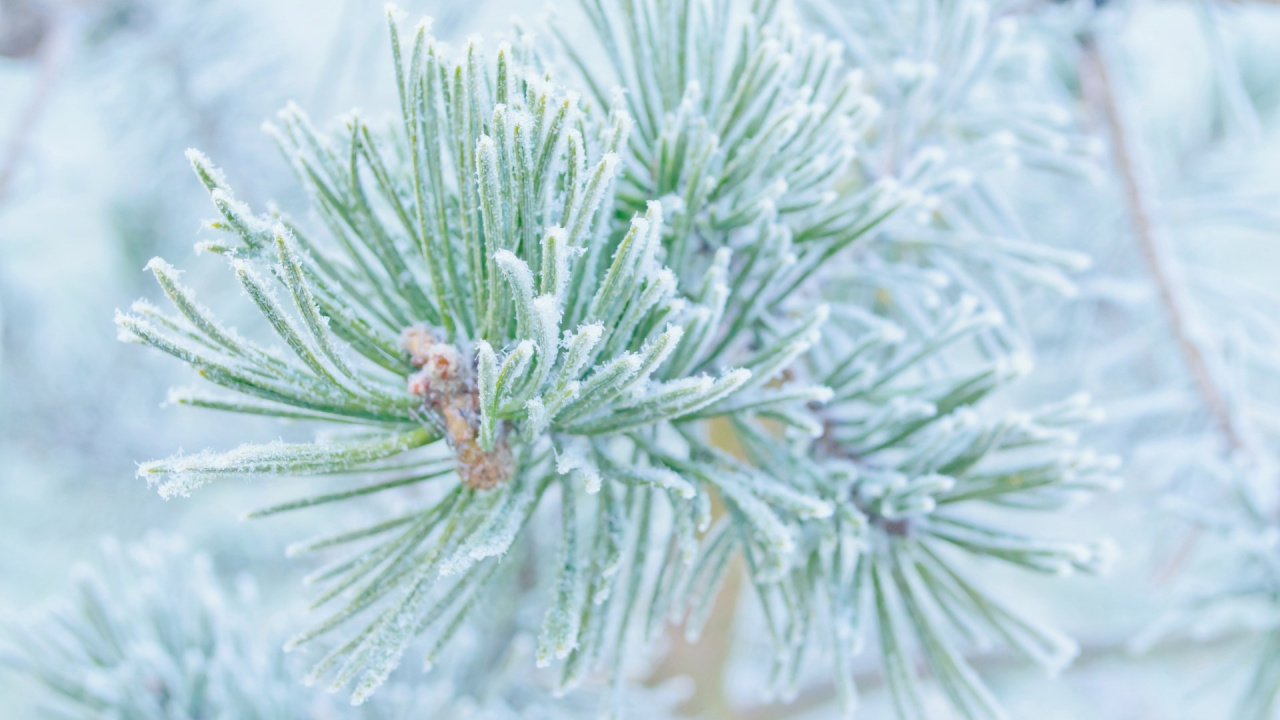 Обои зима, снег, сосна, замораживание, зимнее солнцестояние в разрешении 1280x720