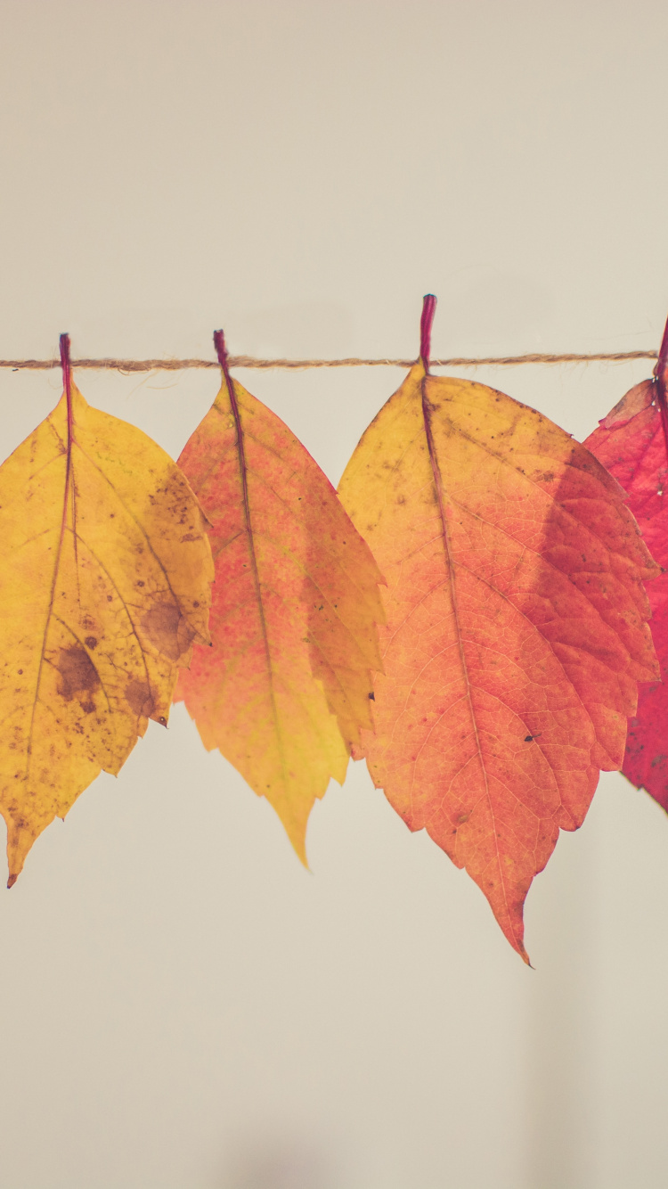 Обои осенний креатив, осень, растение, лист, Апельсин в разрешении 750x1334