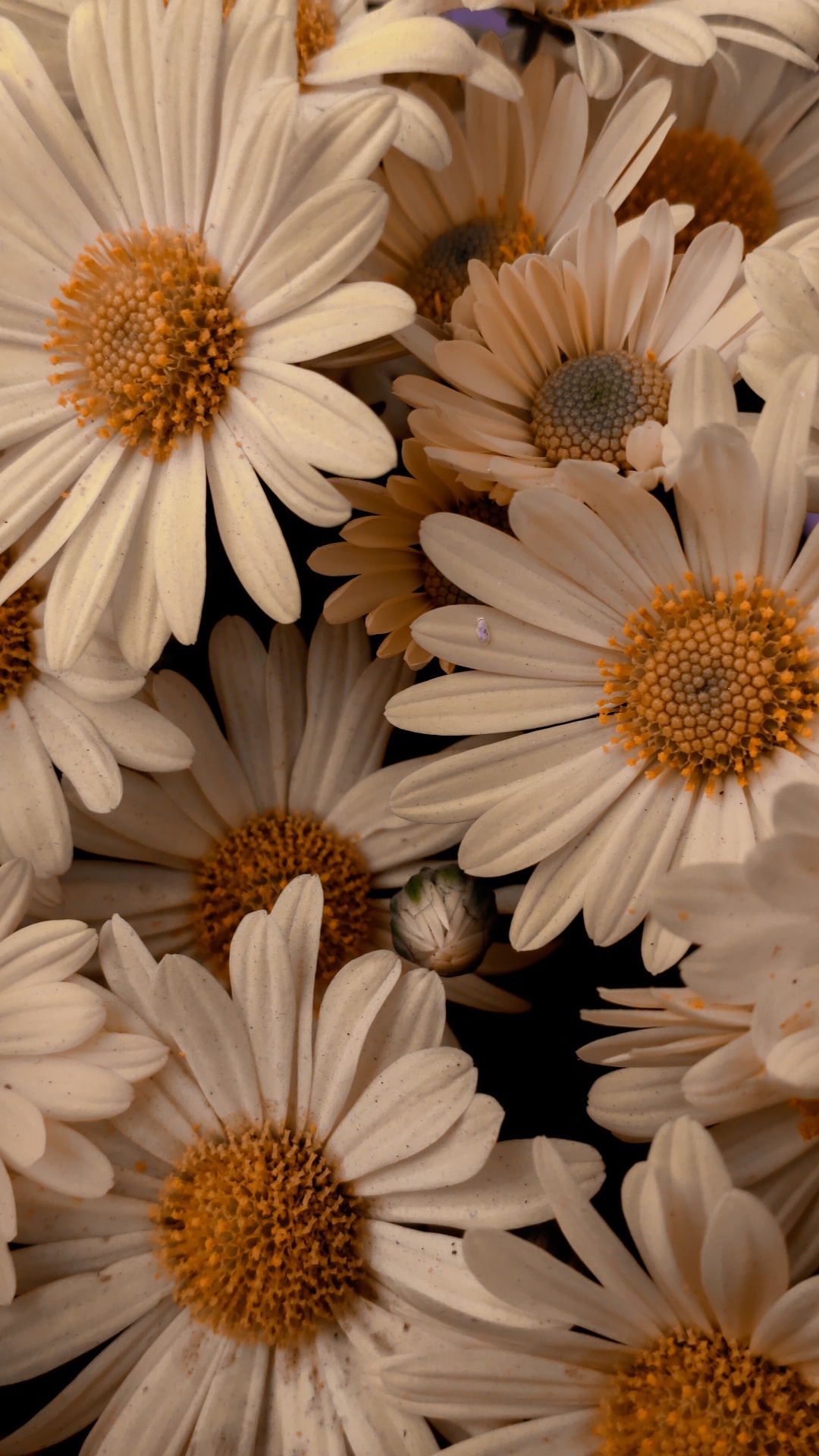 Обои весенняя иконка магазина приложений, икона, настройки приложения, цветок, белые в разрешении 1080x1920