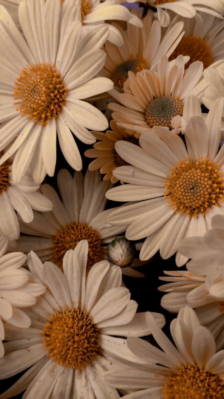 Обои весенняя иконка магазина приложений, икона, настройки приложения, цветок, белые в разрешении 750x1334