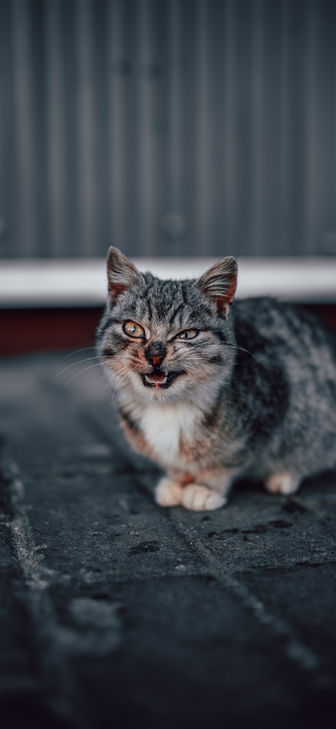 Обои бакенбарды, кошки малого и среднего размера, европейская короткошерстная, полосатый кот, кот в разрешении 1125x2436