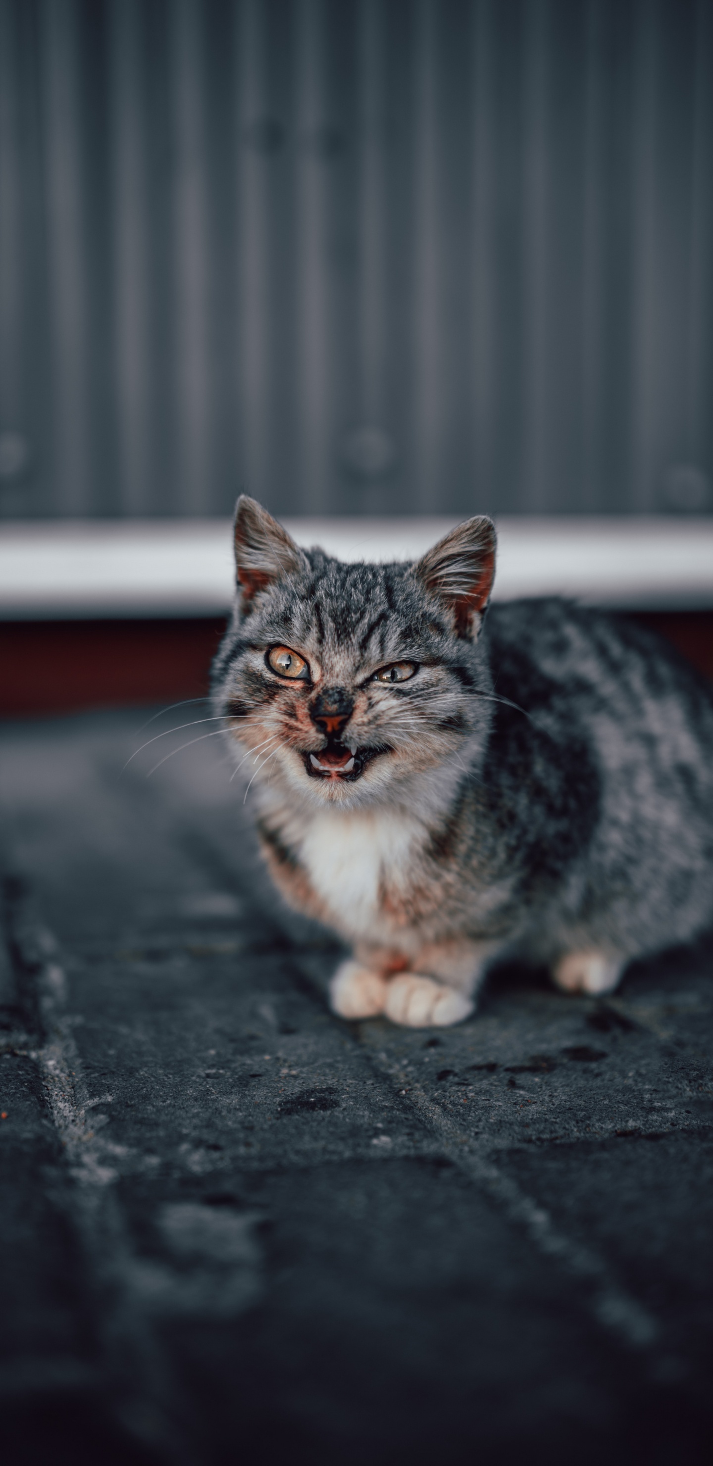 Обои бакенбарды, кошки малого и среднего размера, европейская короткошерстная, полосатый кот, кот в разрешении 1440x2960