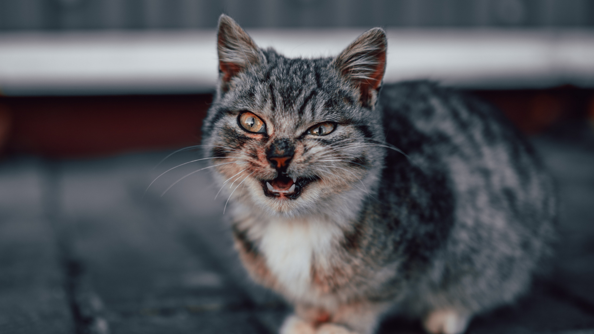 Обои бакенбарды, кошки малого и среднего размера, европейская короткошерстная, полосатый кот, кот в разрешении 1920x1080