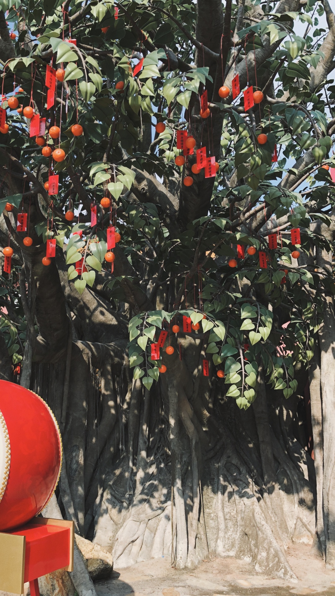 Обои дерево, биология, наука, фруктовое дерево, древесные растения в разрешении 1080x1920