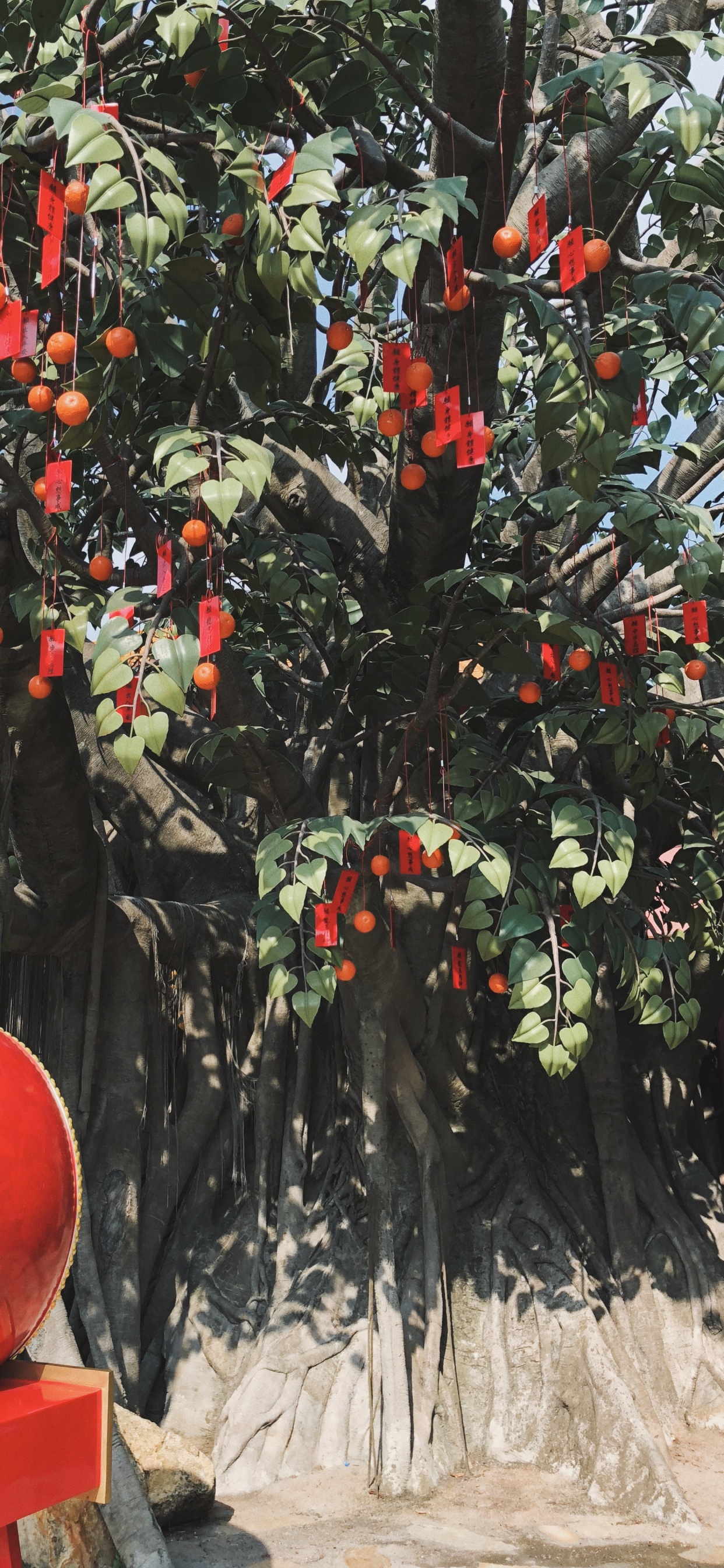 Обои дерево, биология, наука, фруктовое дерево, древесные растения в разрешении 1242x2688