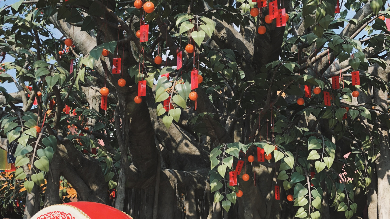 Обои дерево, биология, наука, фруктовое дерево, древесные растения в разрешении 1280x720