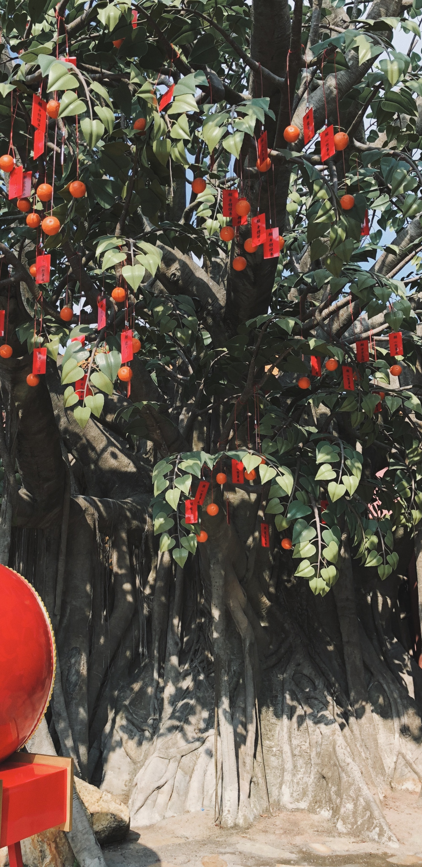 Обои дерево, биология, наука, фруктовое дерево, древесные растения в разрешении 1440x2960