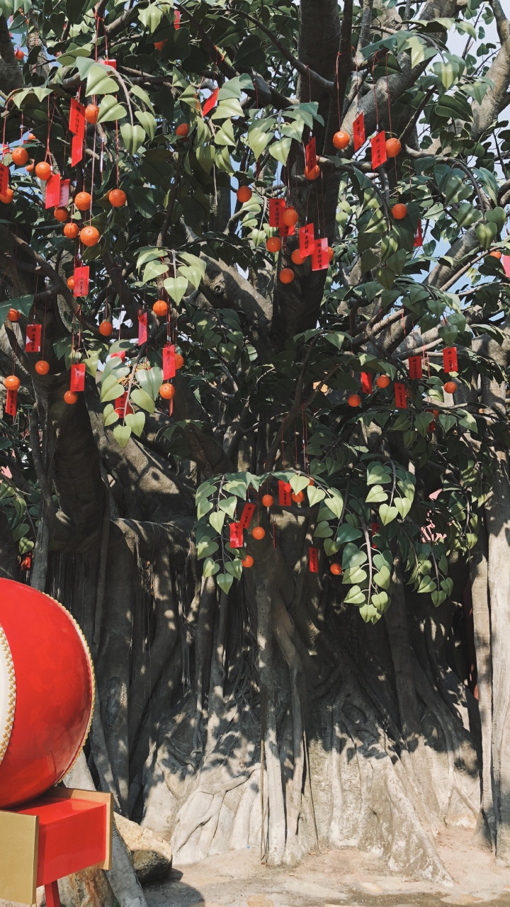 Обои дерево, биология, наука, фруктовое дерево, древесные растения в разрешении 720x1280