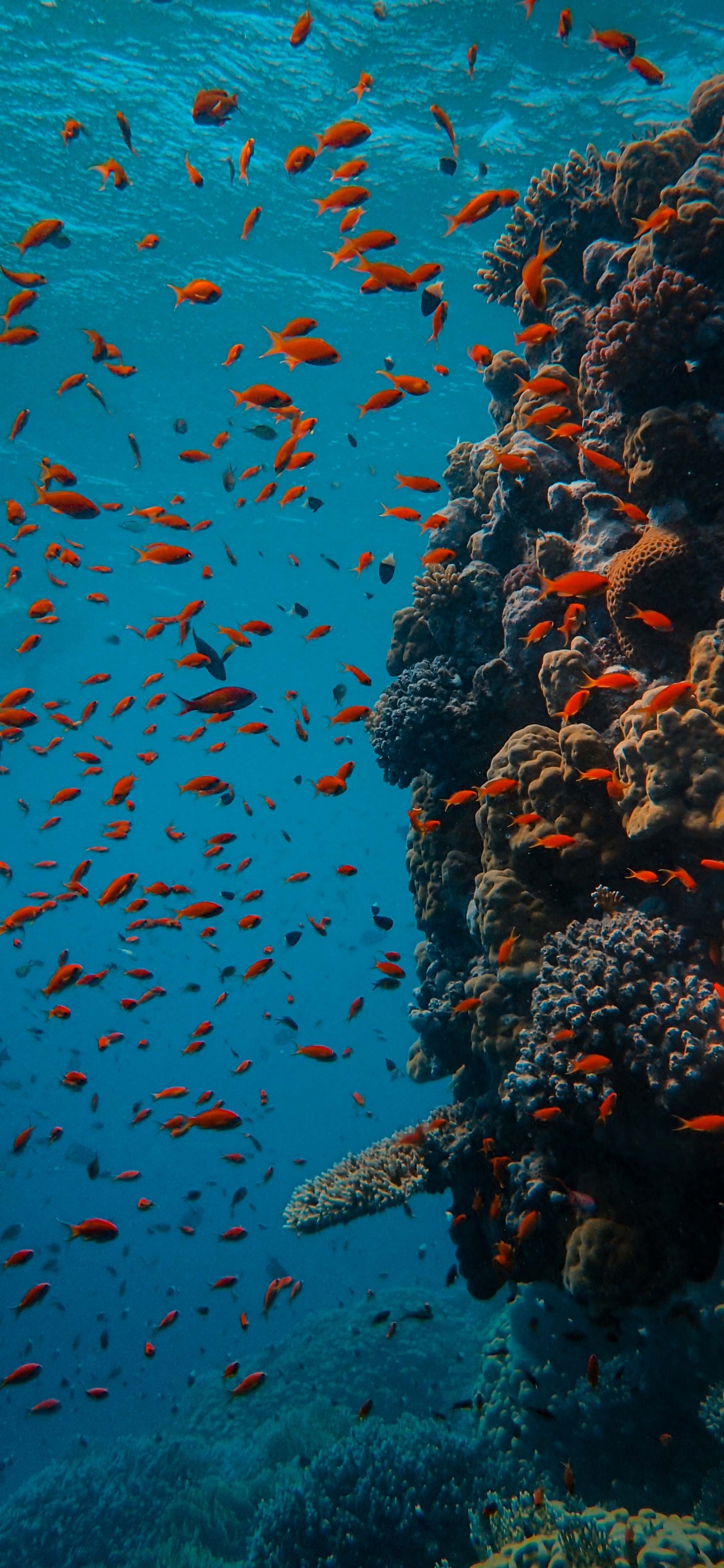 Обои мелководье, вода, коралловый риф рыбы, коралловый риф, морская биология в разрешении 1242x2688