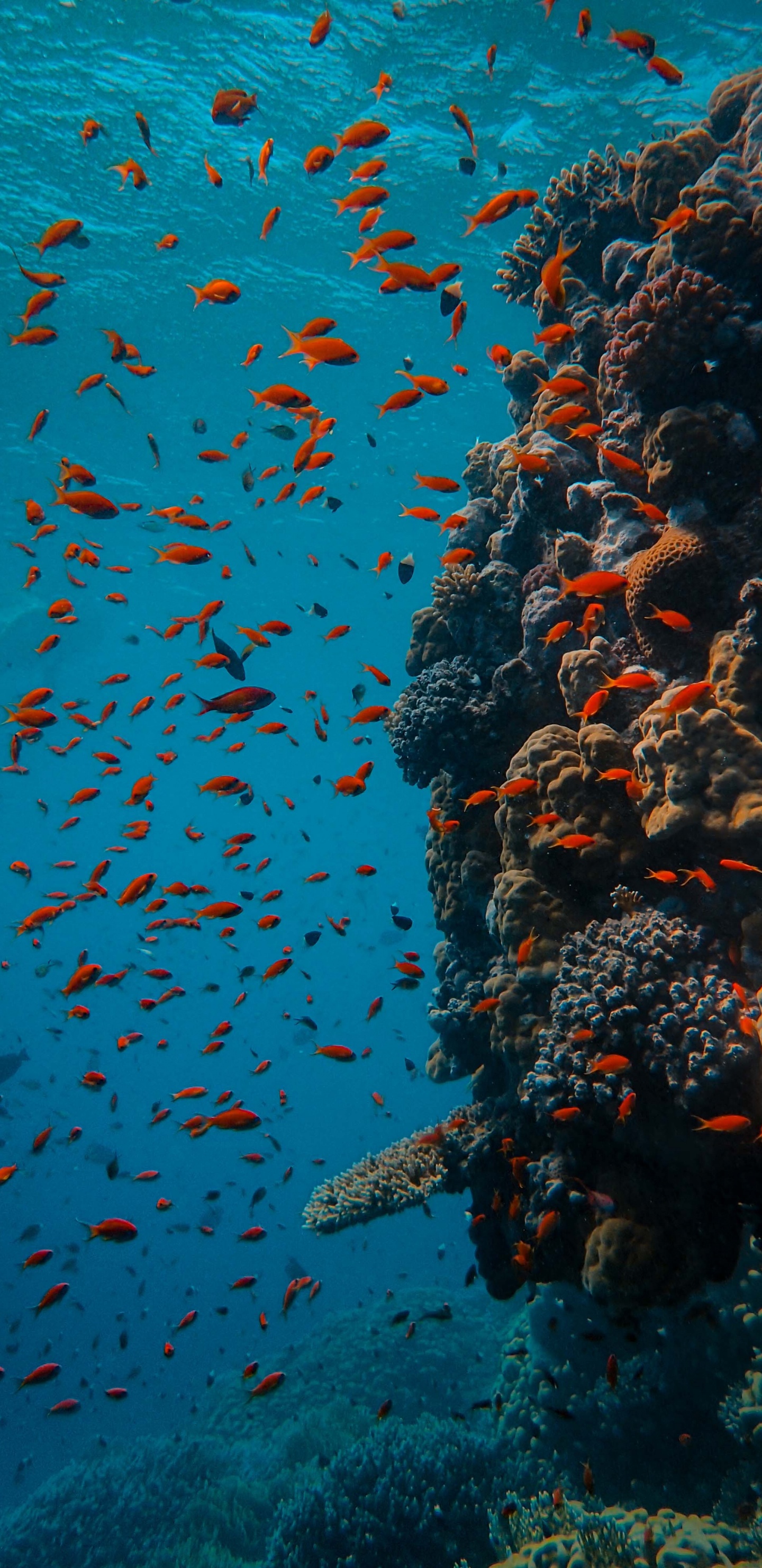 Обои мелководье, вода, коралловый риф рыбы, коралловый риф, морская биология в разрешении 1440x2960