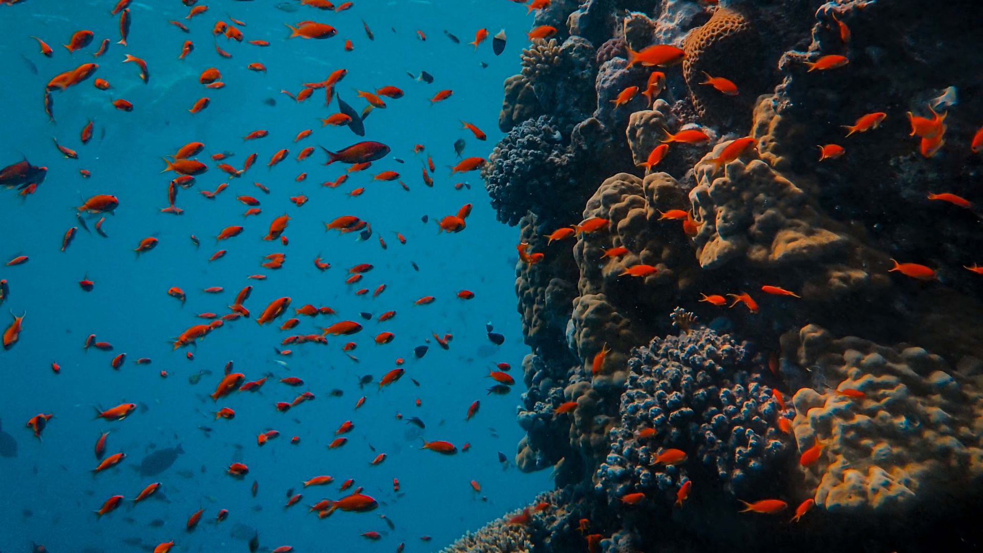 Обои мелководье, вода, коралловый риф рыбы, коралловый риф, морская биология в разрешении 1920x1080