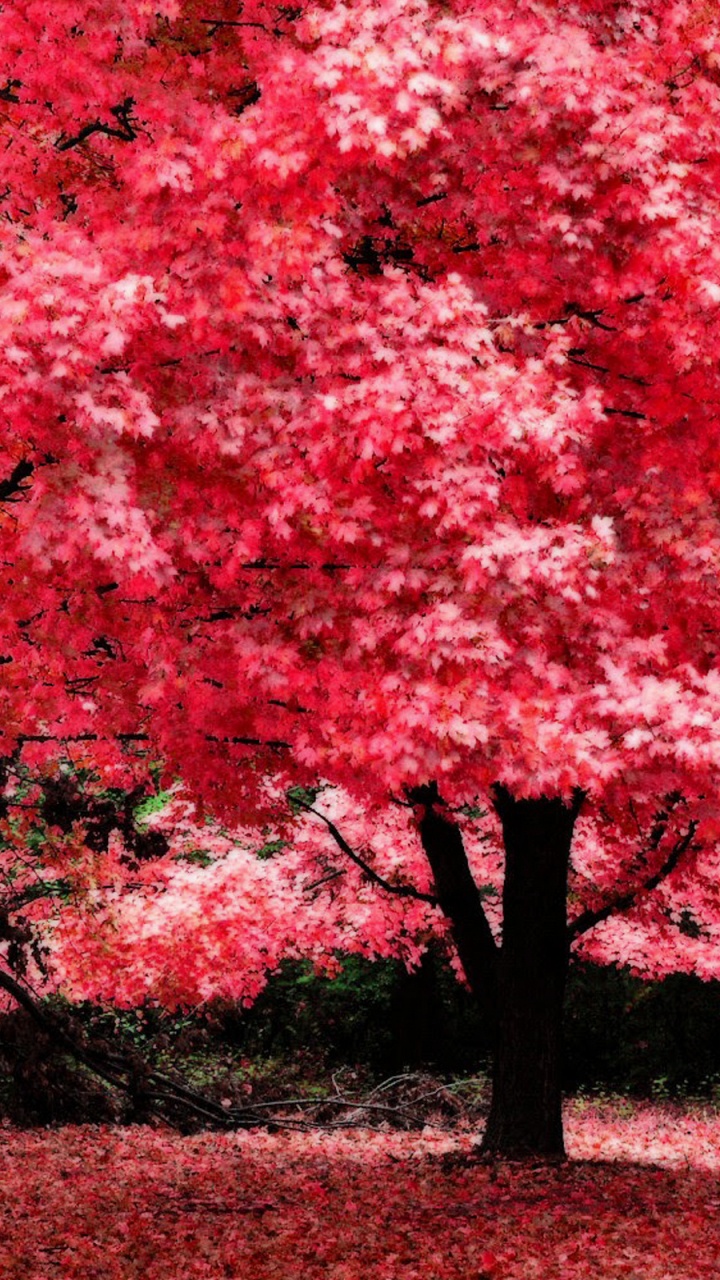 Обои дерево, древесные растения, растение, весна, лист в разрешении 720x1280