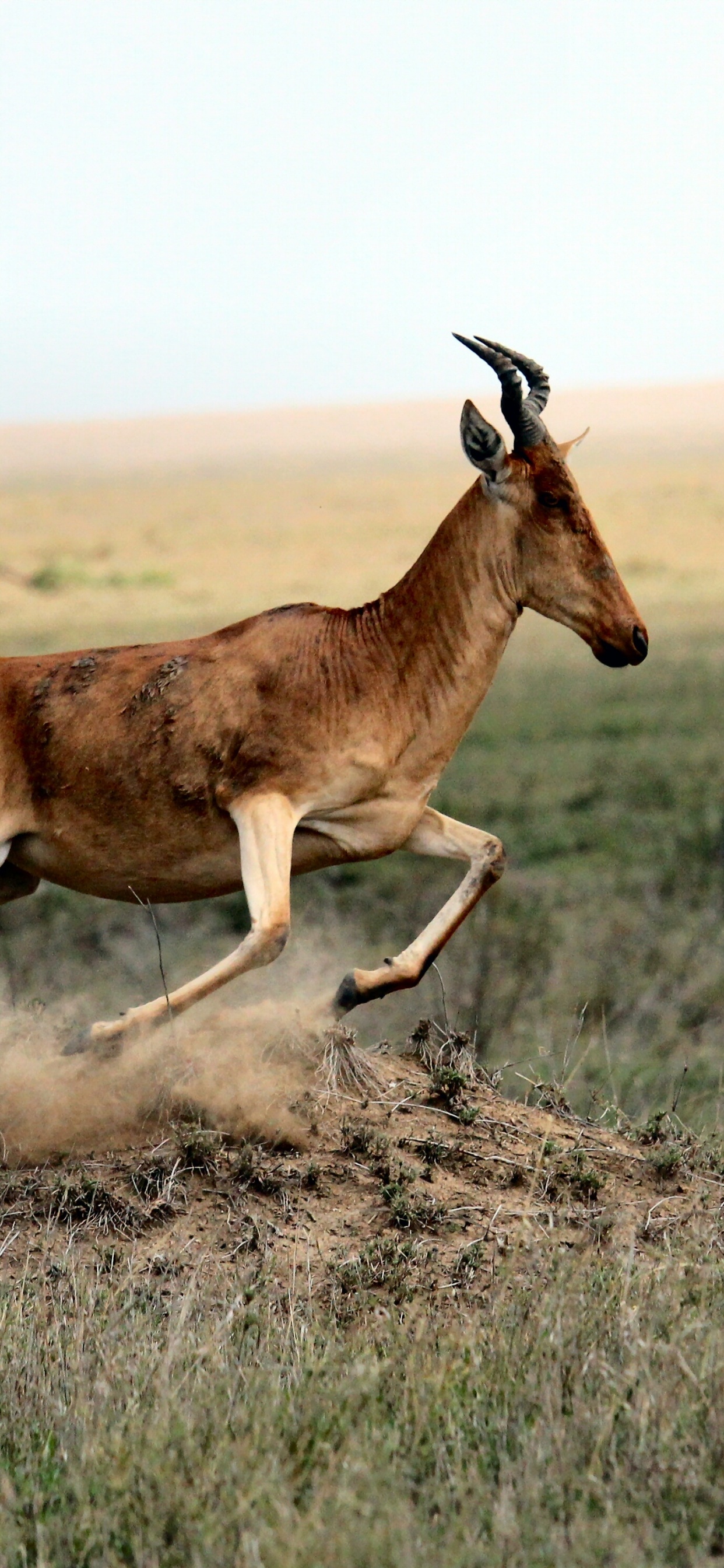 Обои Саванна, живая природа, наземные животные, сенокосное угодье, сафари в разрешении 1242x2688