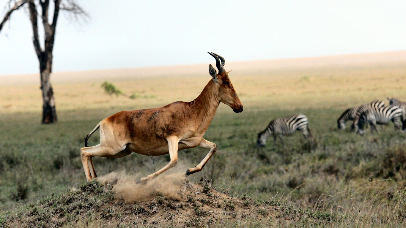 Обои Саванна, живая природа, наземные животные, сенокосное угодье, сафари в разрешении 1366x768
