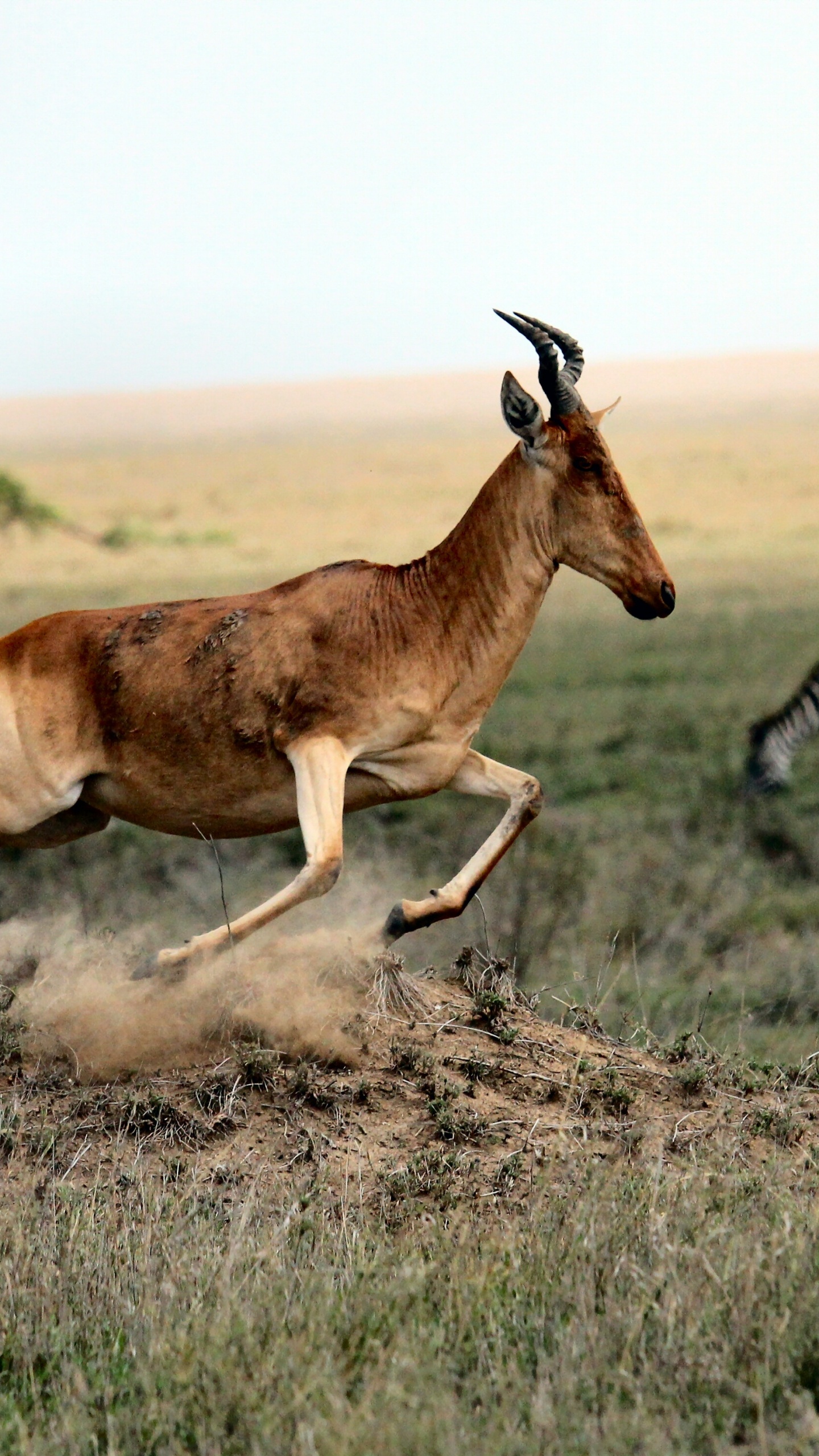 Обои Саванна, живая природа, наземные животные, сенокосное угодье, сафари в разрешении 1440x2560