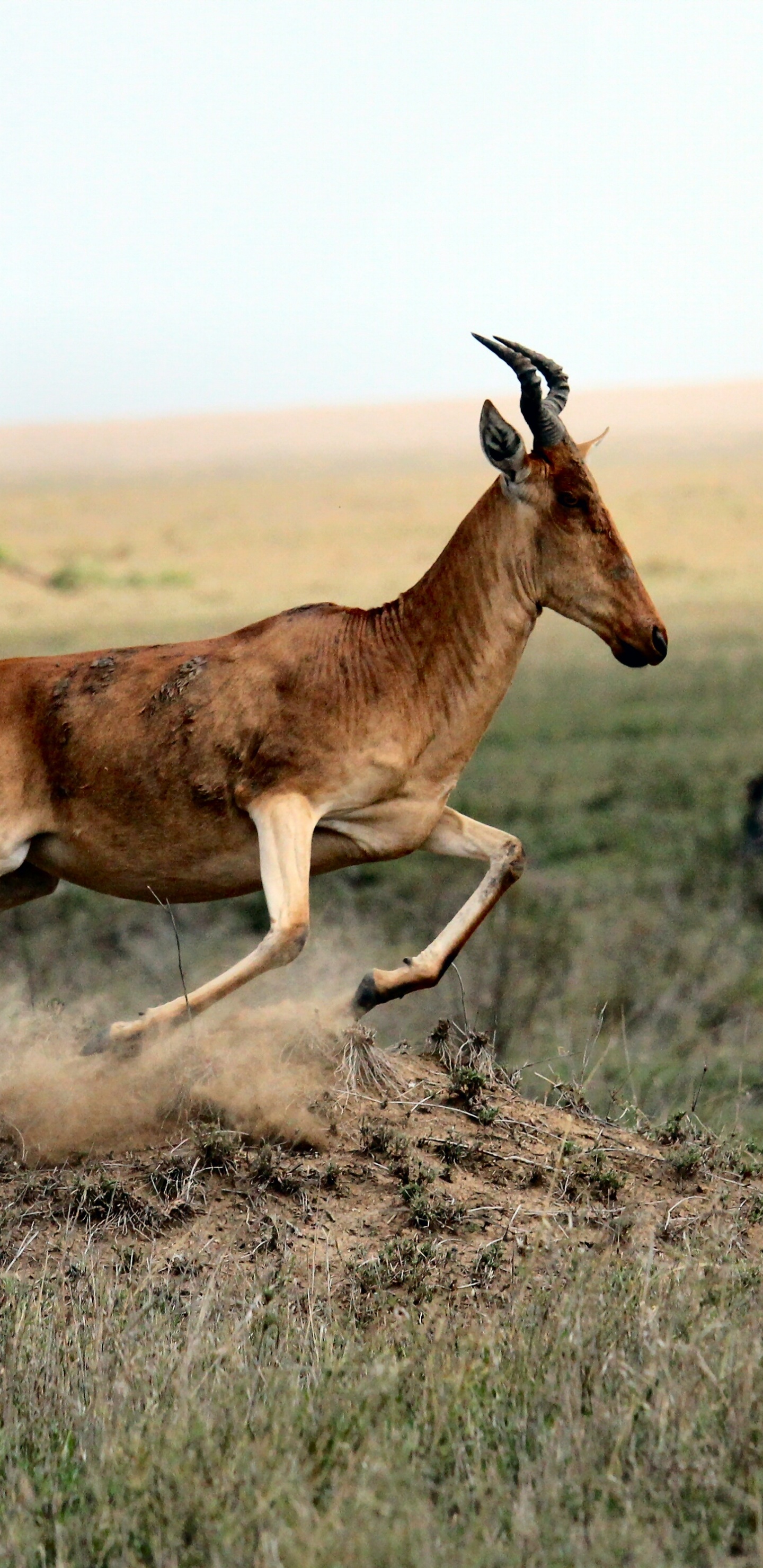 Обои Саванна, живая природа, наземные животные, сенокосное угодье, сафари в разрешении 1440x2960
