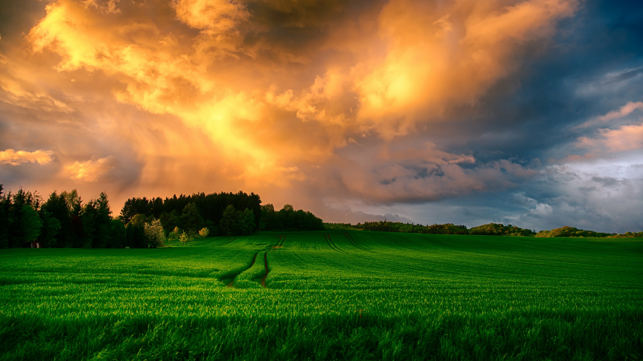 Обои природа, поле, облако, сенокосное угодье, луг в разрешении 2560x1440