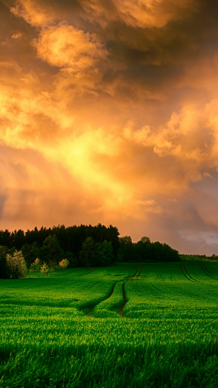 Обои природа, поле, облако, сенокосное угодье, луг в разрешении 750x1334