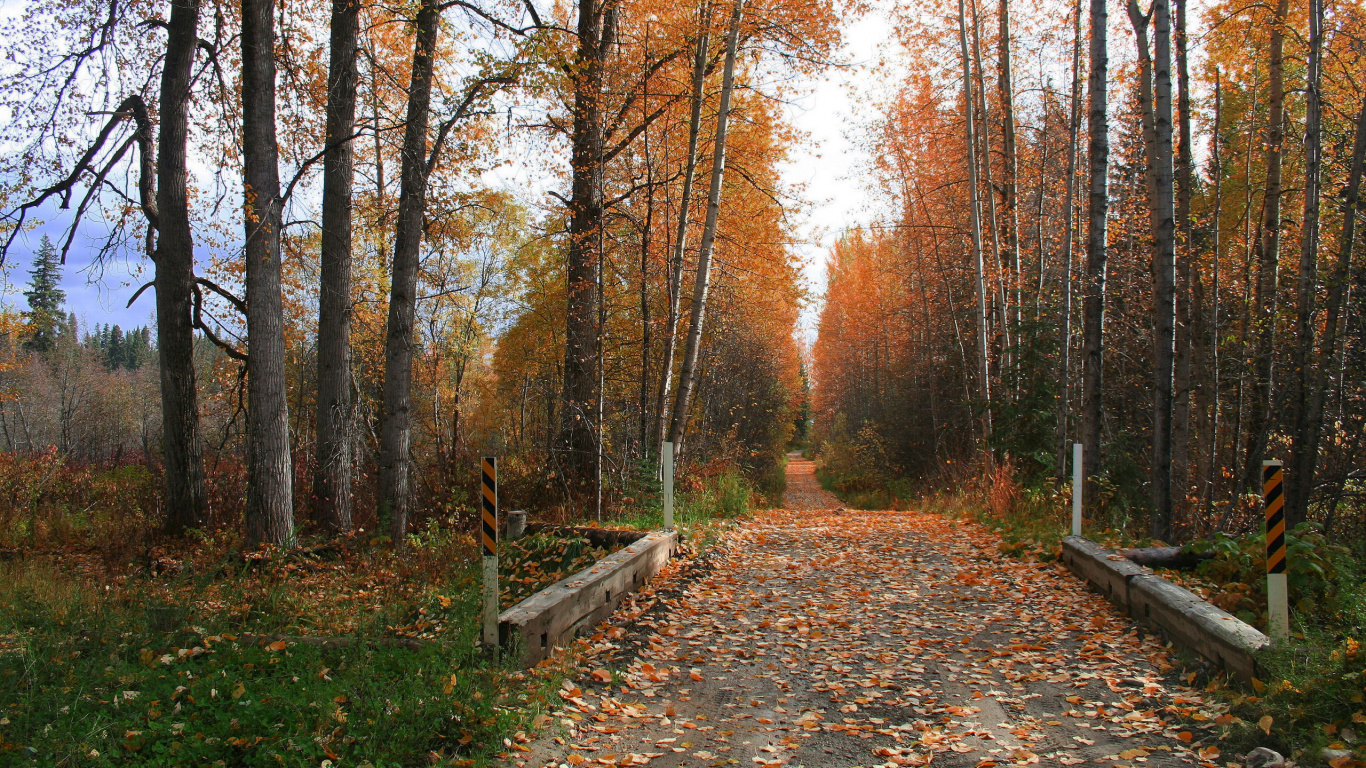 Обои дерево, лес, природа, лист, лесистая местность в разрешении 1366x768