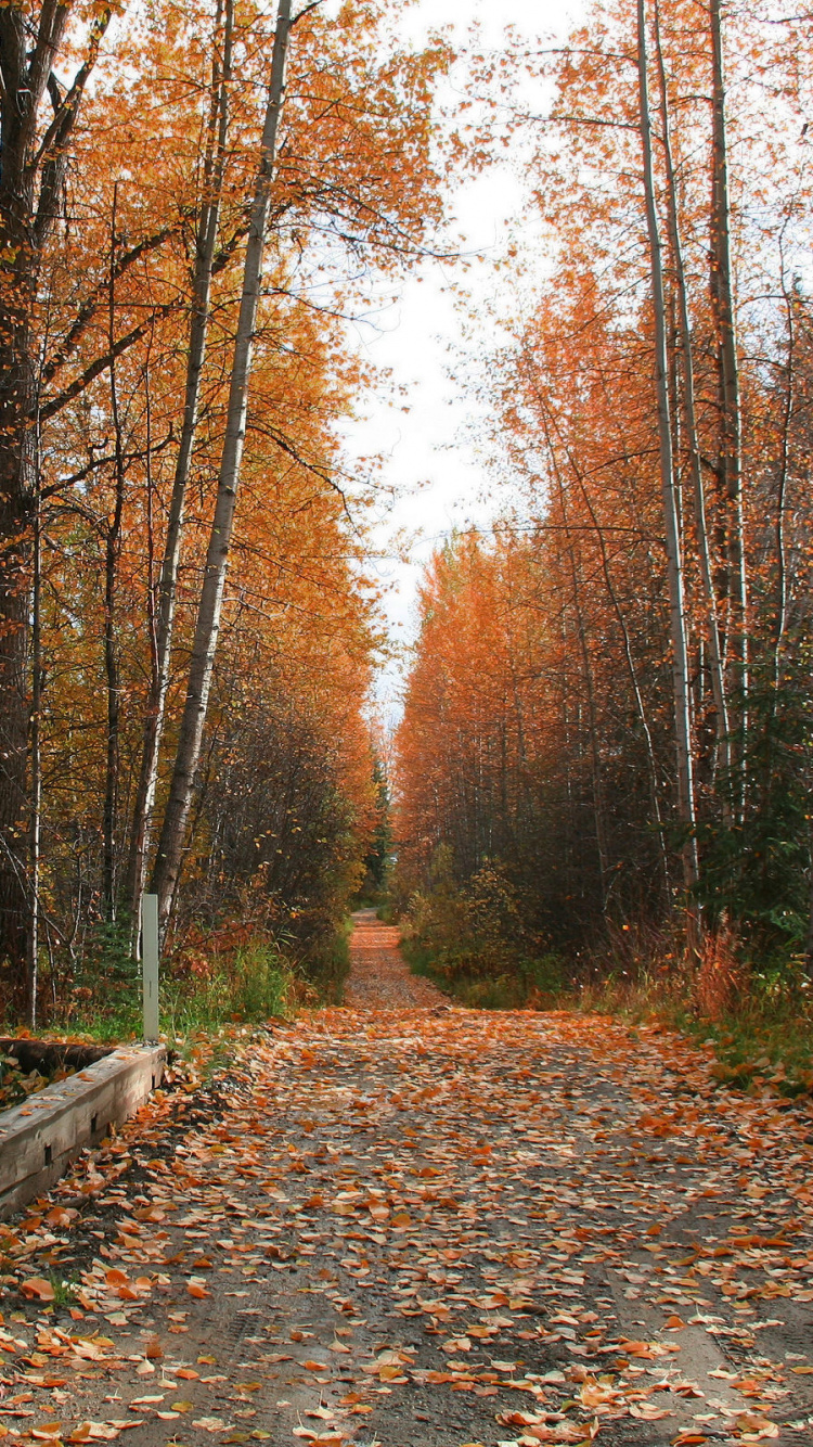 Обои дерево, лес, природа, лист, лесистая местность в разрешении 750x1334