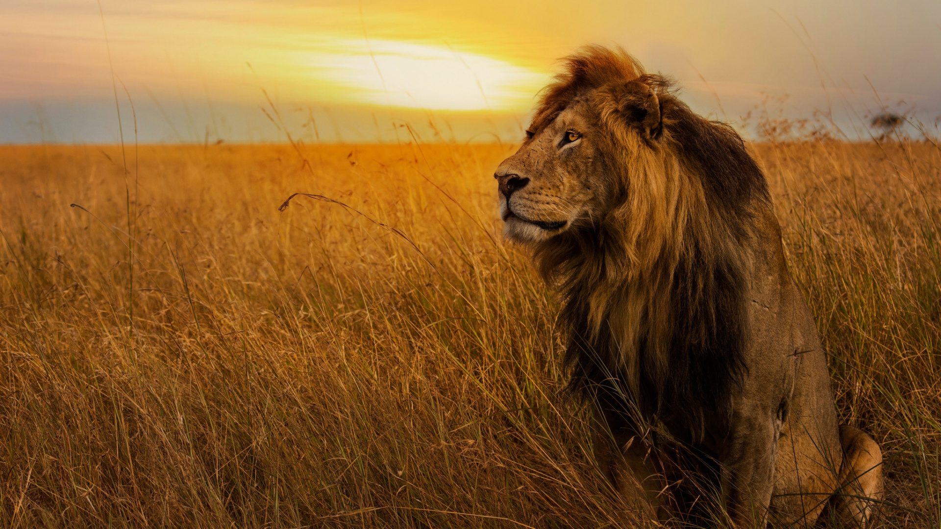 Обои Лев, кошачьих, большая кошка, живая природа, масаи Лев в разрешении 1920x1080
