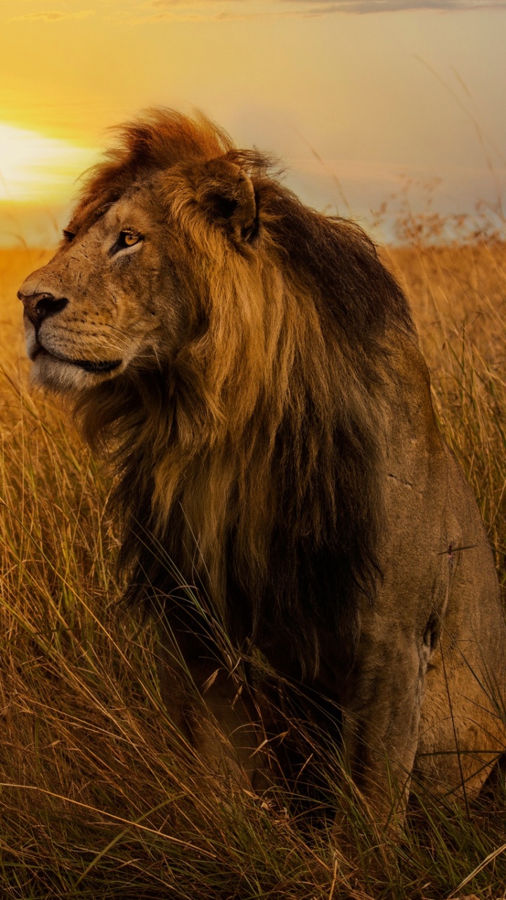 Обои Лев, кошачьих, большая кошка, живая природа, масаи Лев в разрешении 720x1280