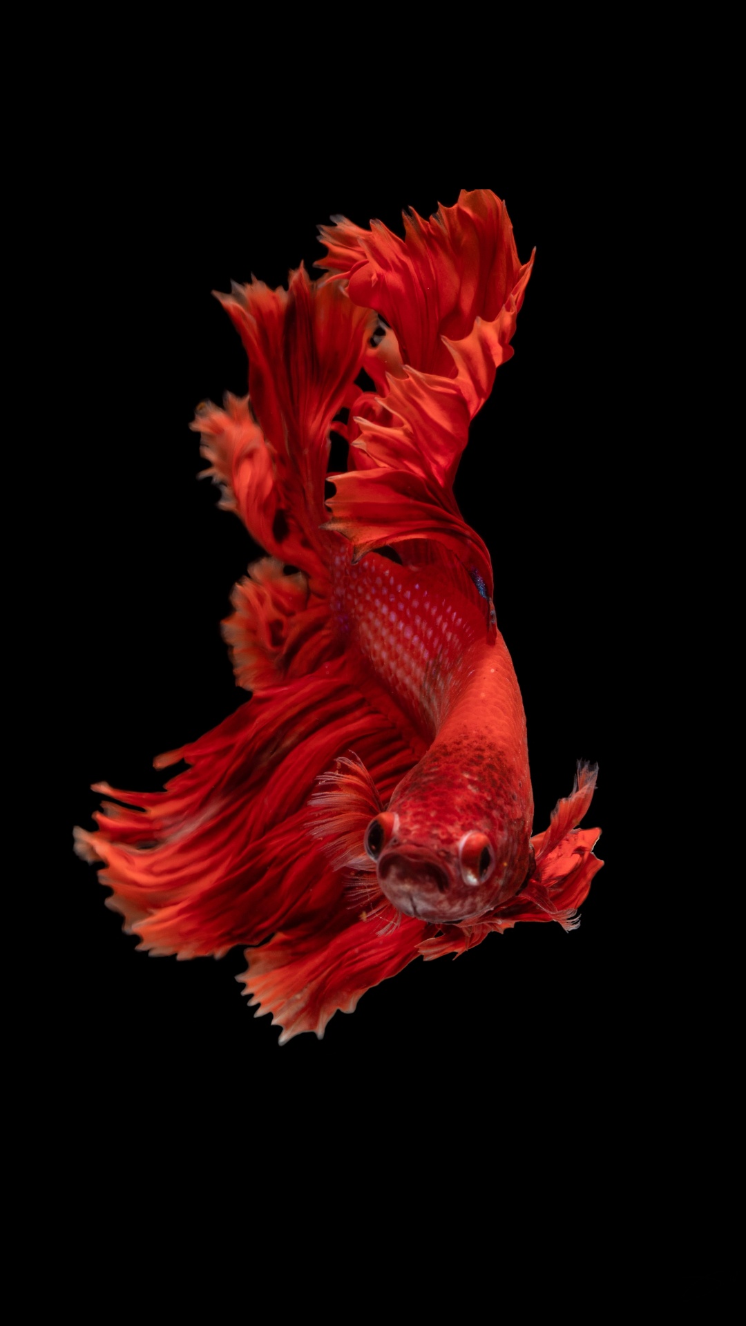 Обои рыба, кои, красный цвет, человеческое тело, арт в разрешении 1080x1920