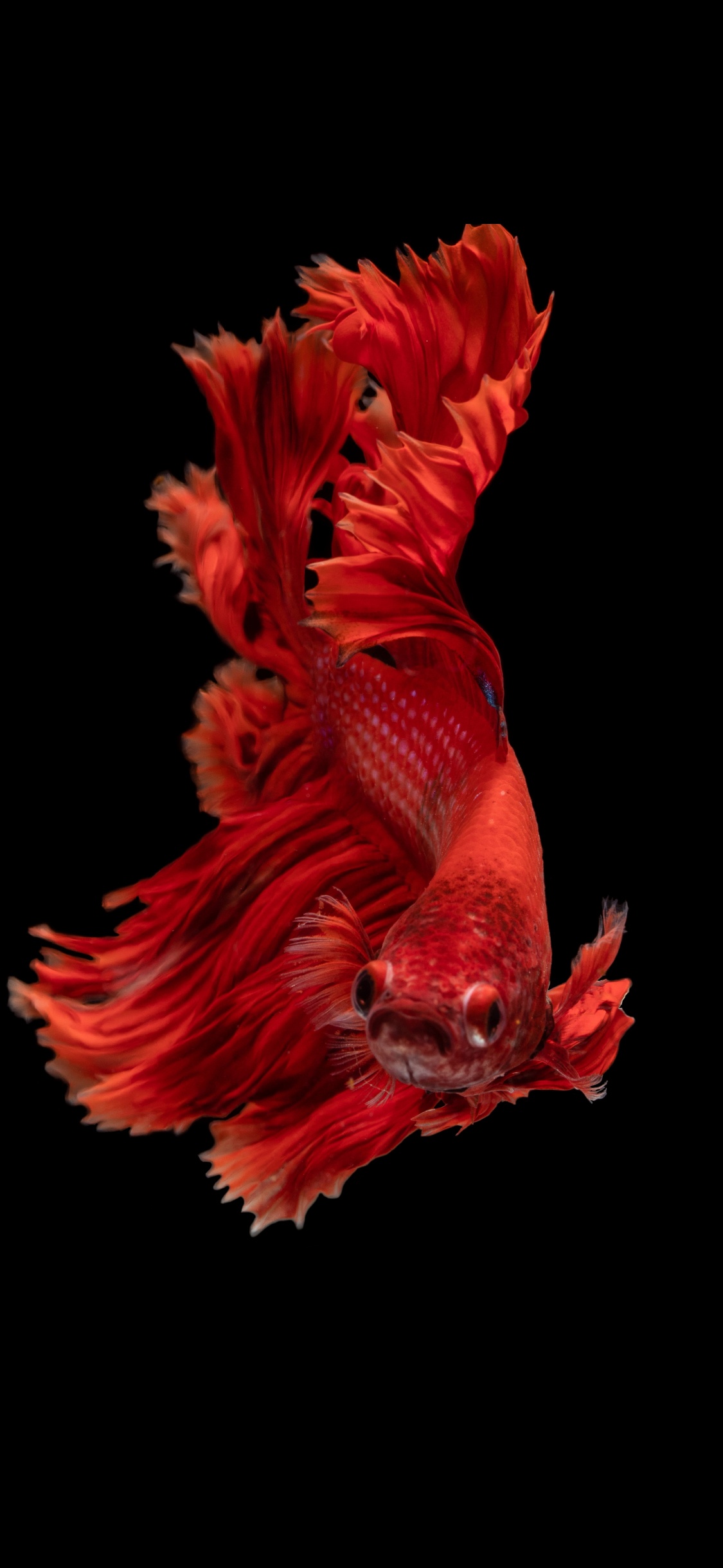 Обои рыба, кои, красный цвет, человеческое тело, арт в разрешении 1125x2436