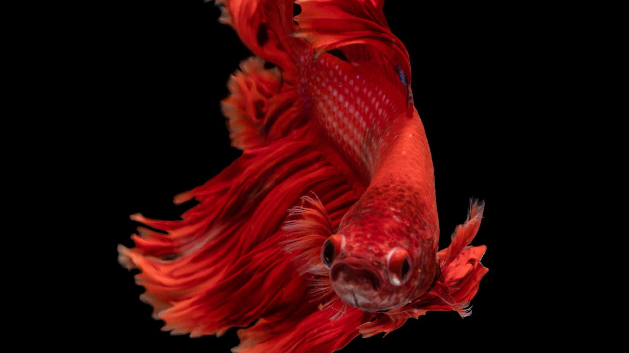 Обои рыба, кои, красный цвет, человеческое тело, арт в разрешении 1280x720