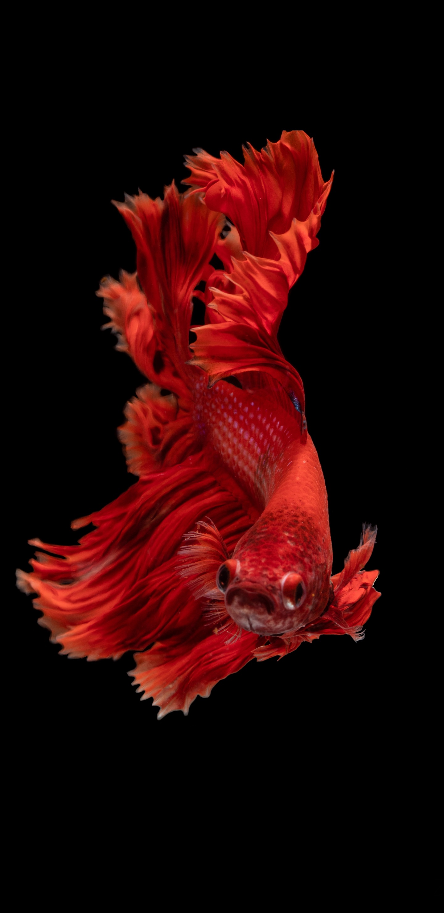 Обои рыба, кои, красный цвет, человеческое тело, арт в разрешении 1440x2960