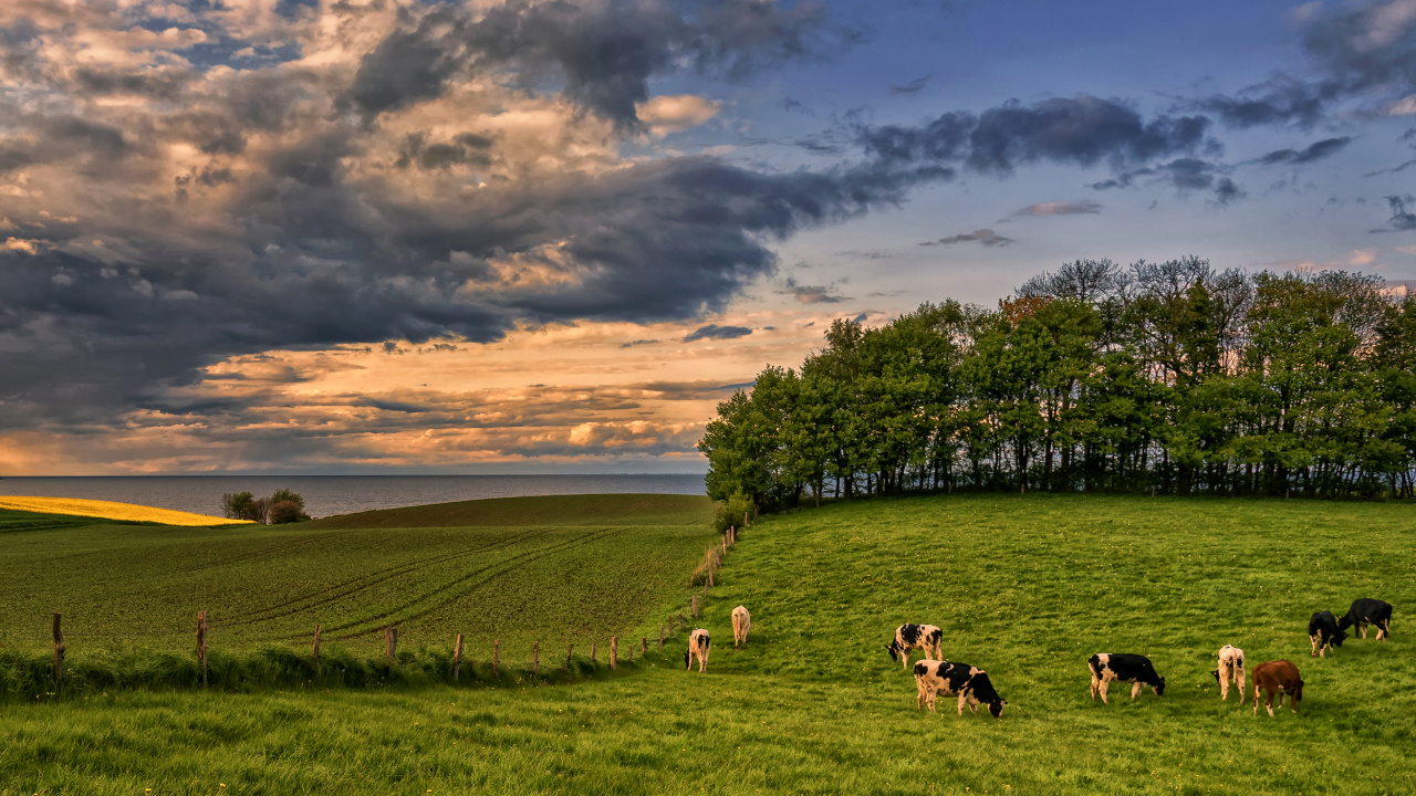 Обои Германия луга, Германия, сенокосное угодье, природа, луг в разрешении 1280x720