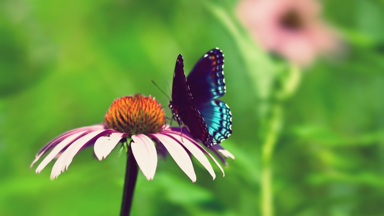 Обои бабочка, насекомое, мотыльки и бабочки, опылитель, нектар в разрешении 1280x720