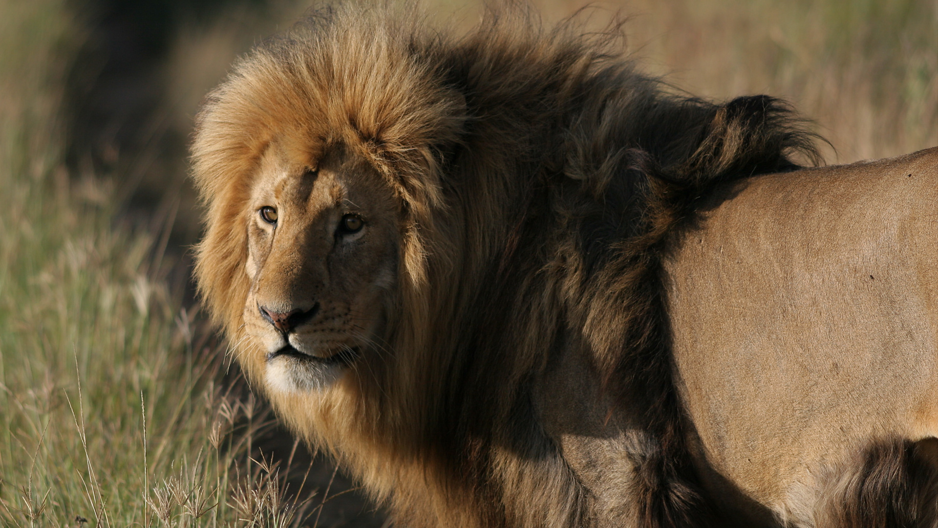 Обои Лев, кошачьих, большая кошка, живая природа, волосы в разрешении 1920x1080