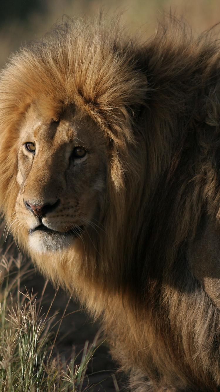 Обои Лев, кошачьих, большая кошка, живая природа, волосы в разрешении 750x1334