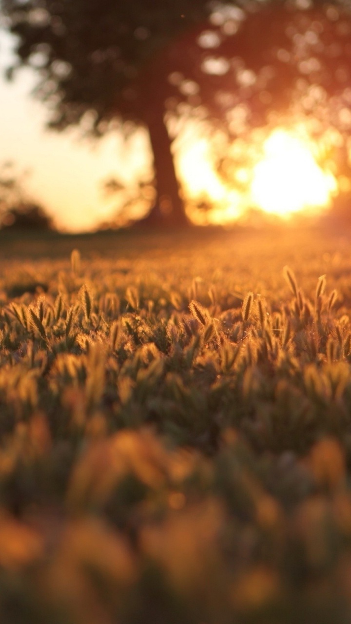 Обои солнечный свет, поле, утро, семейство травы, небо в разрешении 720x1280