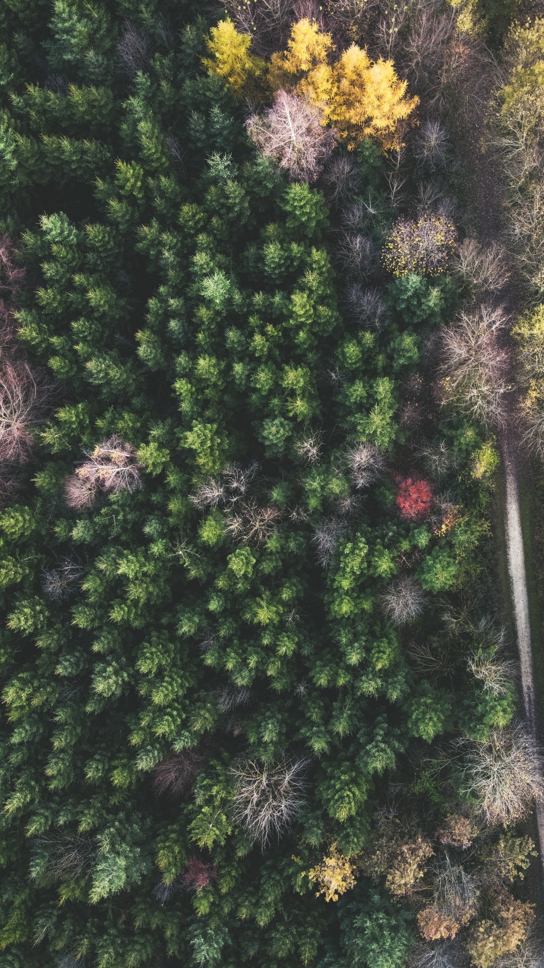 Обои Широколиственные дерево, растительность, лист, сосна, умеренный климат в разрешении 1080x1920