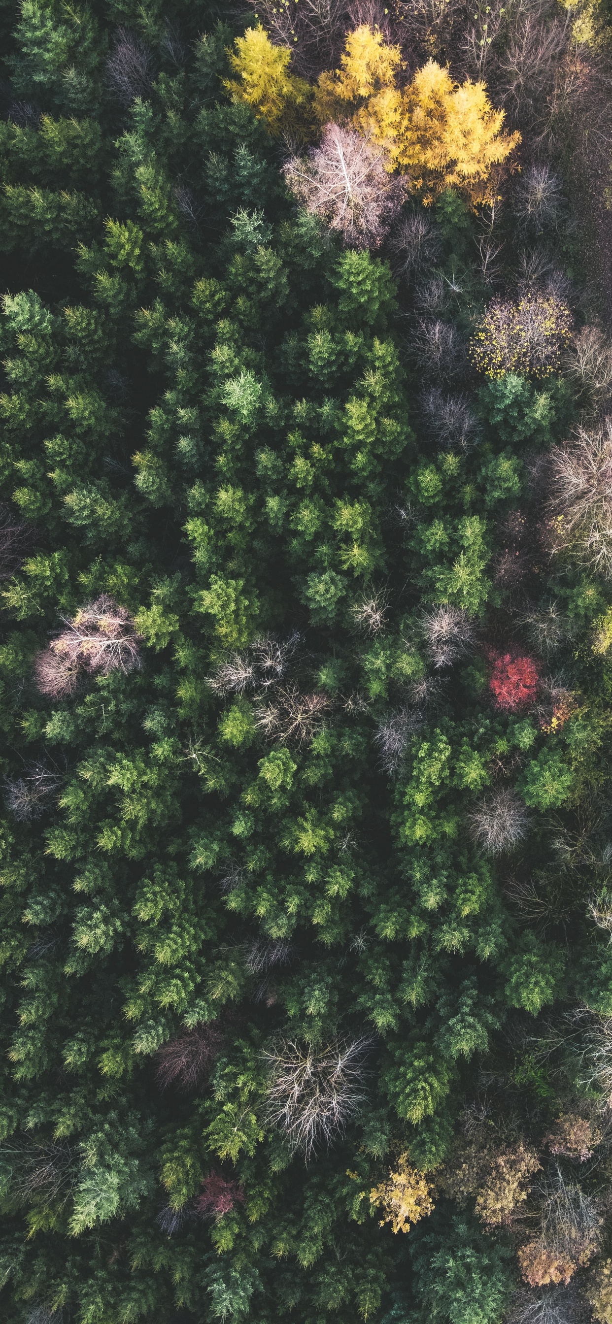 Обои Широколиственные дерево, растительность, лист, сосна, умеренный климат в разрешении 1242x2688