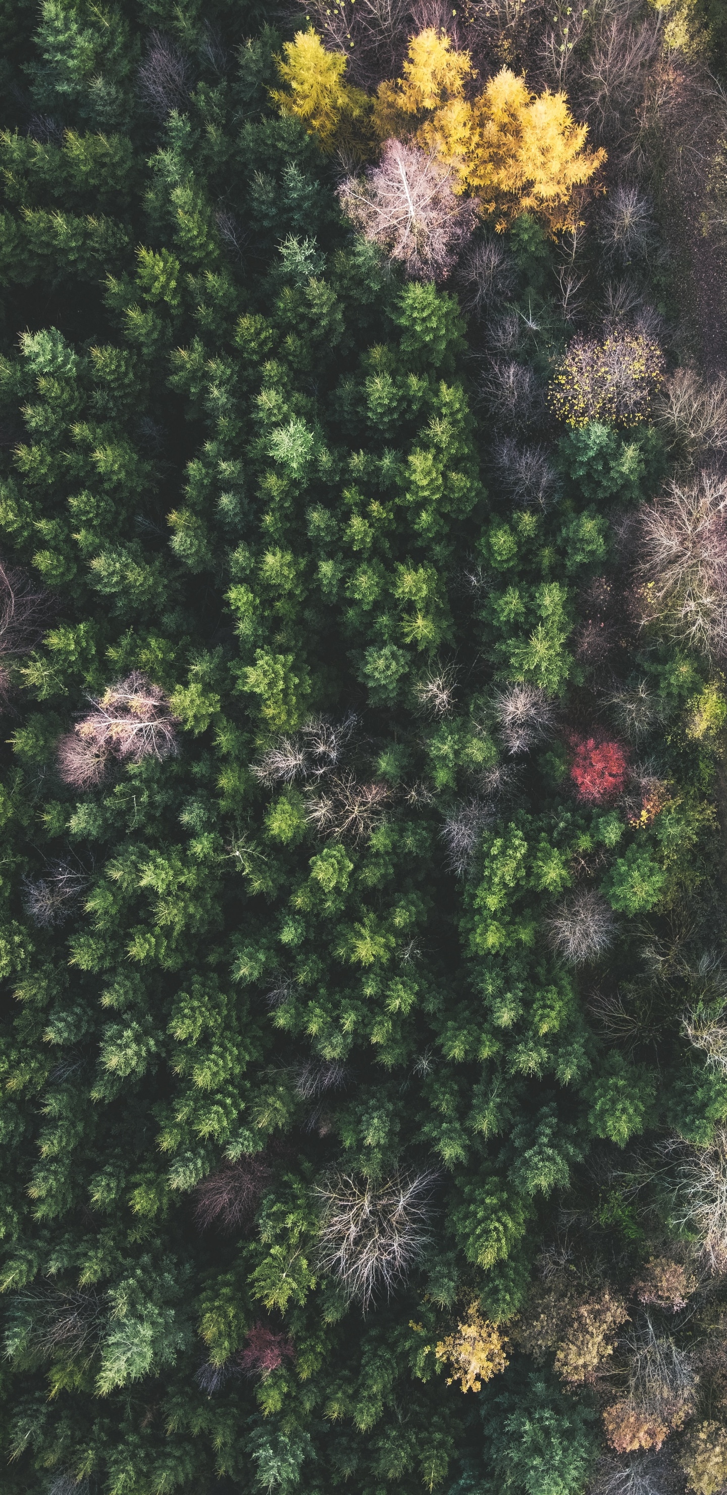 Обои Широколиственные дерево, растительность, лист, сосна, умеренный климат в разрешении 1440x2960