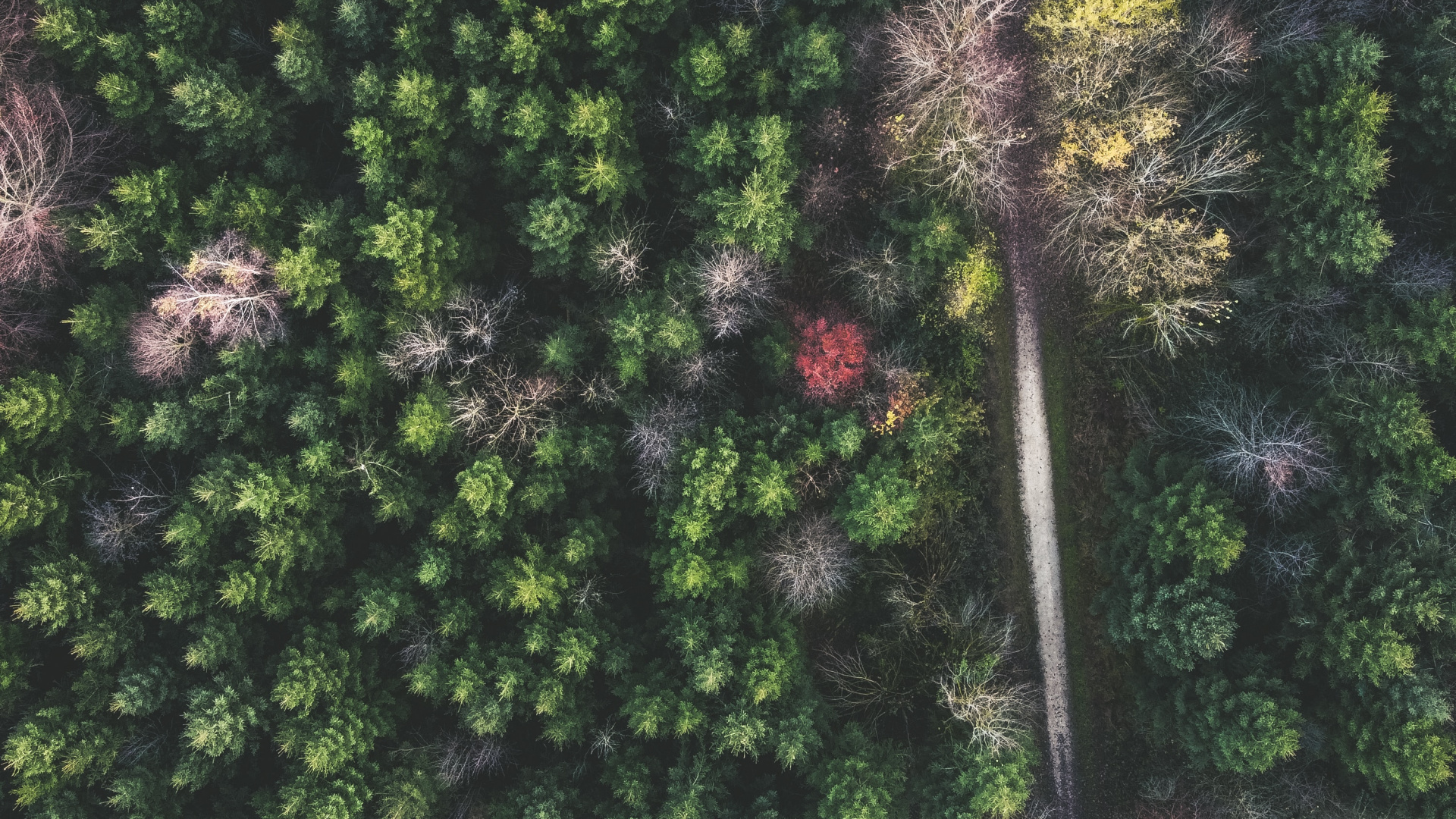 Обои Широколиственные дерево, растительность, лист, сосна, умеренный климат в разрешении 1920x1080