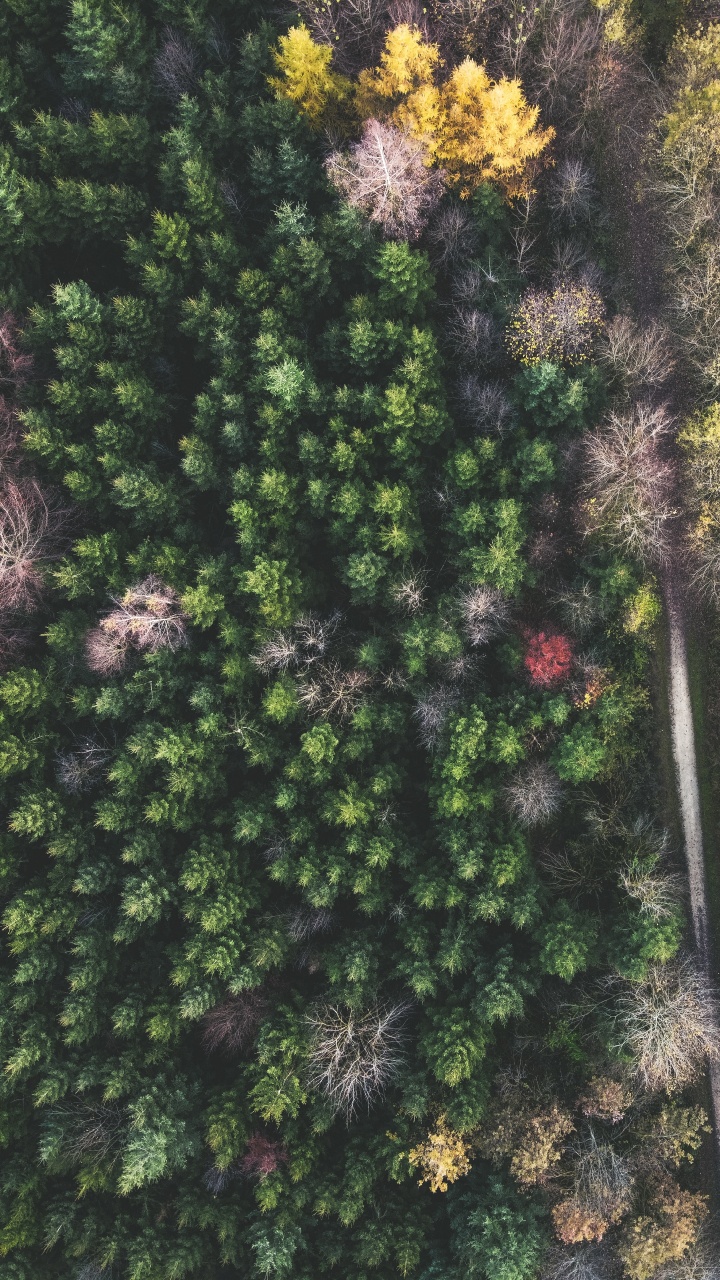 Обои Широколиственные дерево, растительность, лист, сосна, умеренный климат в разрешении 720x1280