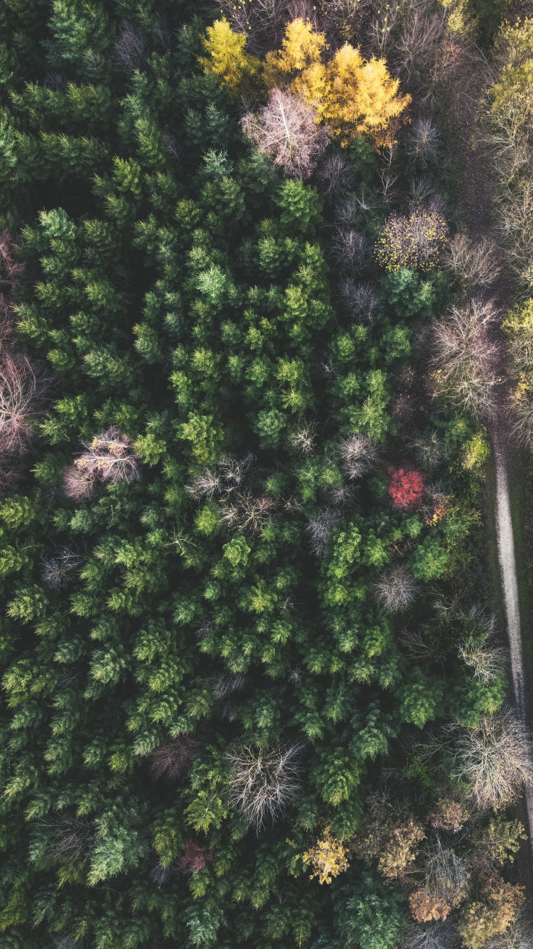 Обои Широколиственные дерево, растительность, лист, сосна, умеренный климат в разрешении 750x1334