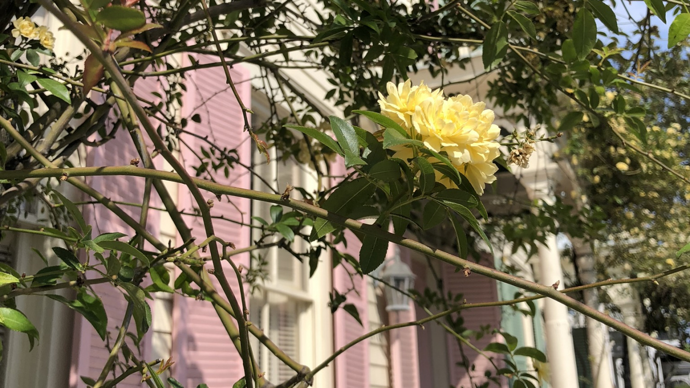 Обои цветок, цветковое растение, семья Роуз, флористика, ветвь в разрешении 1366x768