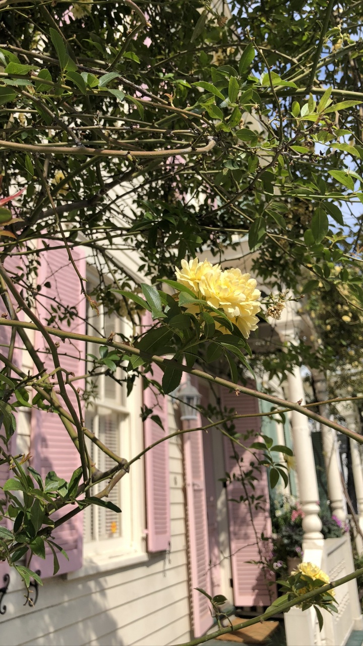 Обои цветок, цветковое растение, семья Роуз, флористика, ветвь в разрешении 720x1280